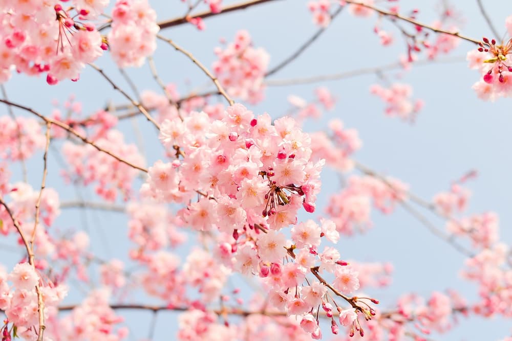 fleur cerisier
