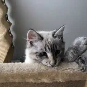 Petit chat gris et blanc allongé sur un coussin, yeux fermés, une patte devant le visage.