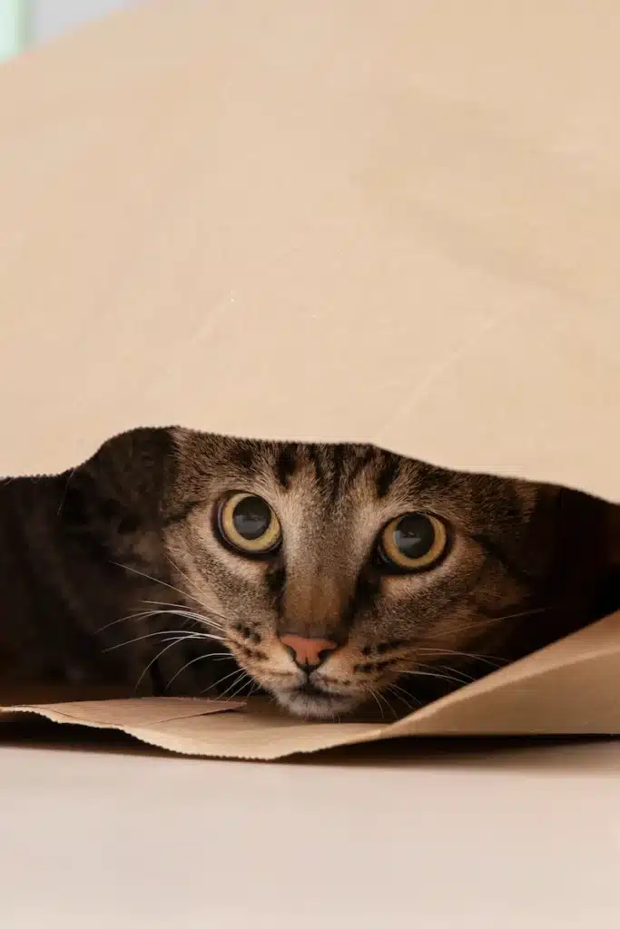 Chat qui se cache dans un sac en carton