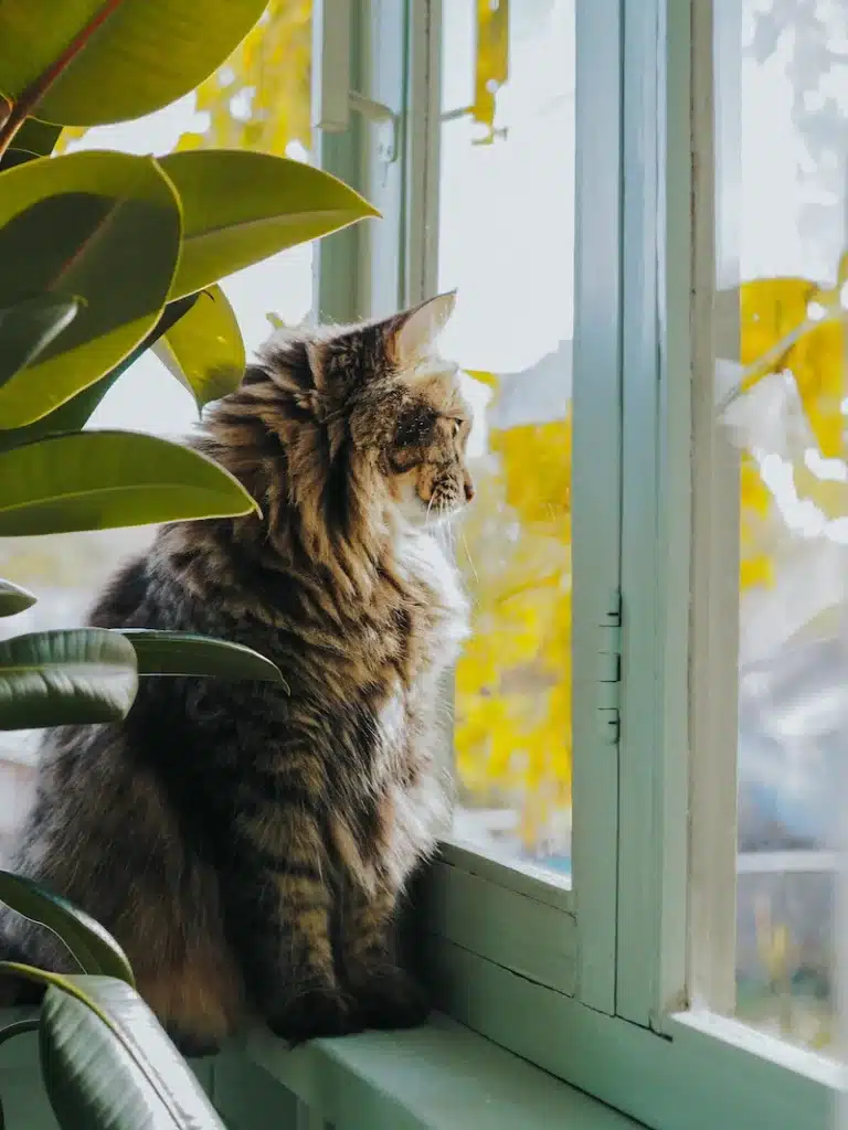 Chat qui regarde par la fenêtre