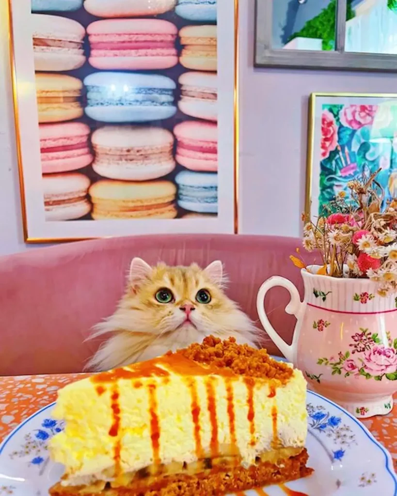 Photo d'un cheesecake en premier plan avec un chat assis sur un fauteuil en second plan