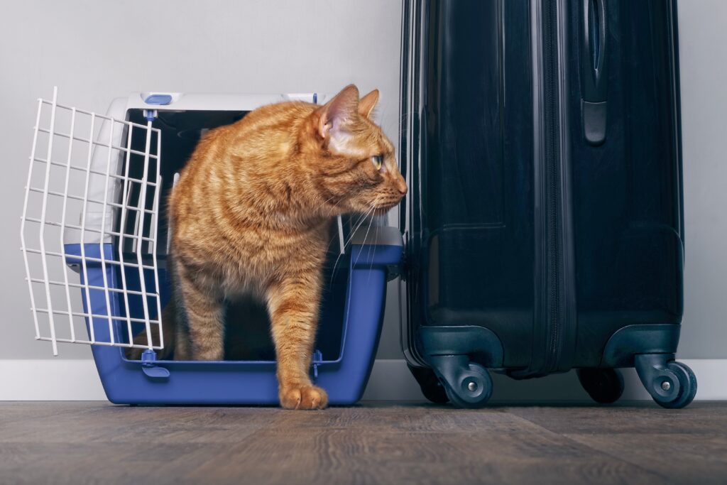 Chat dans une caisse de transport prêt à déménager à l'étranger avec sa famille.