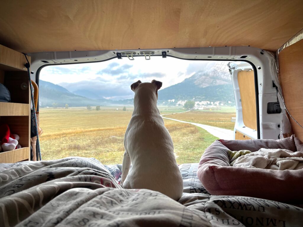 Chien vu de dos dans un van aux portes ouvertes, contemplant un paysage montagneux.