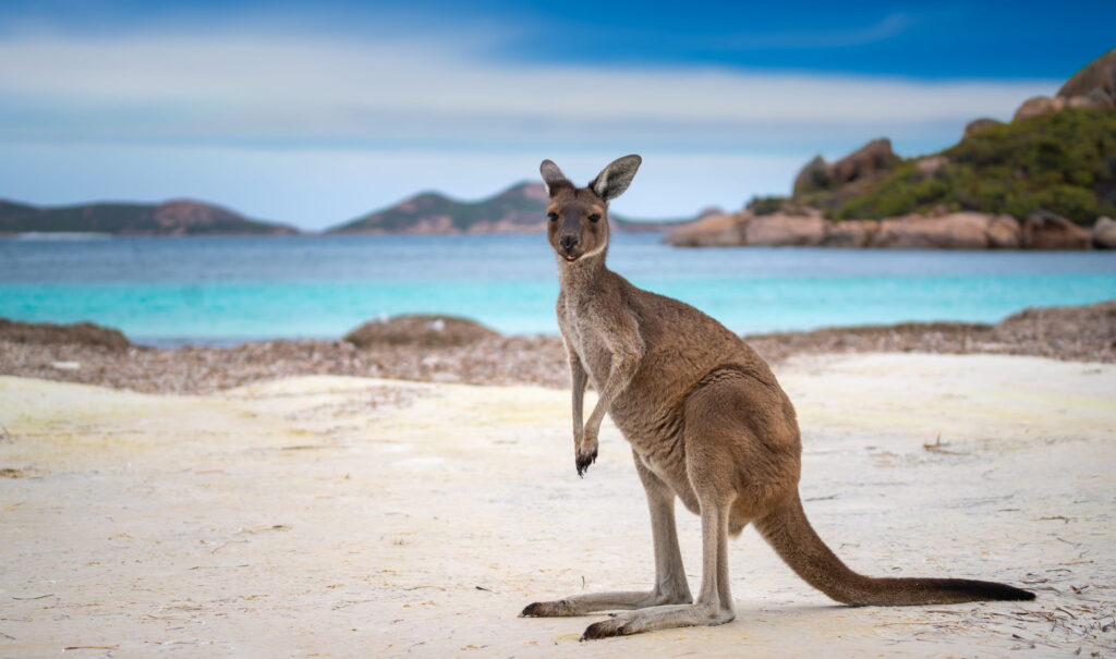 Un kangourou sur l'une des plus belles plage d'Australie.