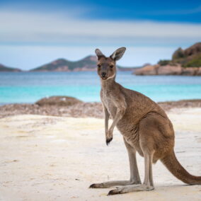 S'expatrier en Australie : les démarches administratives à faire pour partir s'installer.