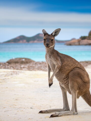 S'expatrier en Australie : les démarches administratives à faire pour partir s'installer.