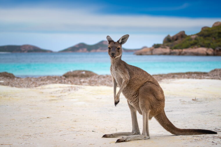 S'expatrier en Australie : les démarches administratives à faire pour partir s'installer.